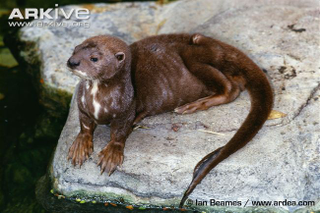 Illustration for article titled Monday Mustelid - Hydrictis maculicollis Edition